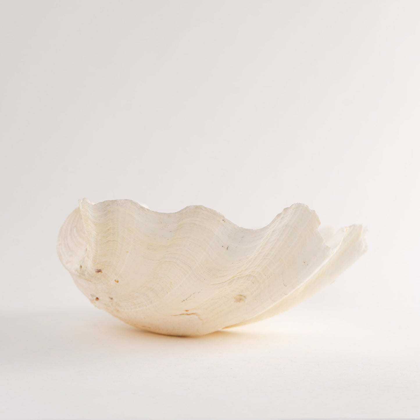 Natural Tridacna Gigas Giant Clam Seashell Specimen - Sea Shell