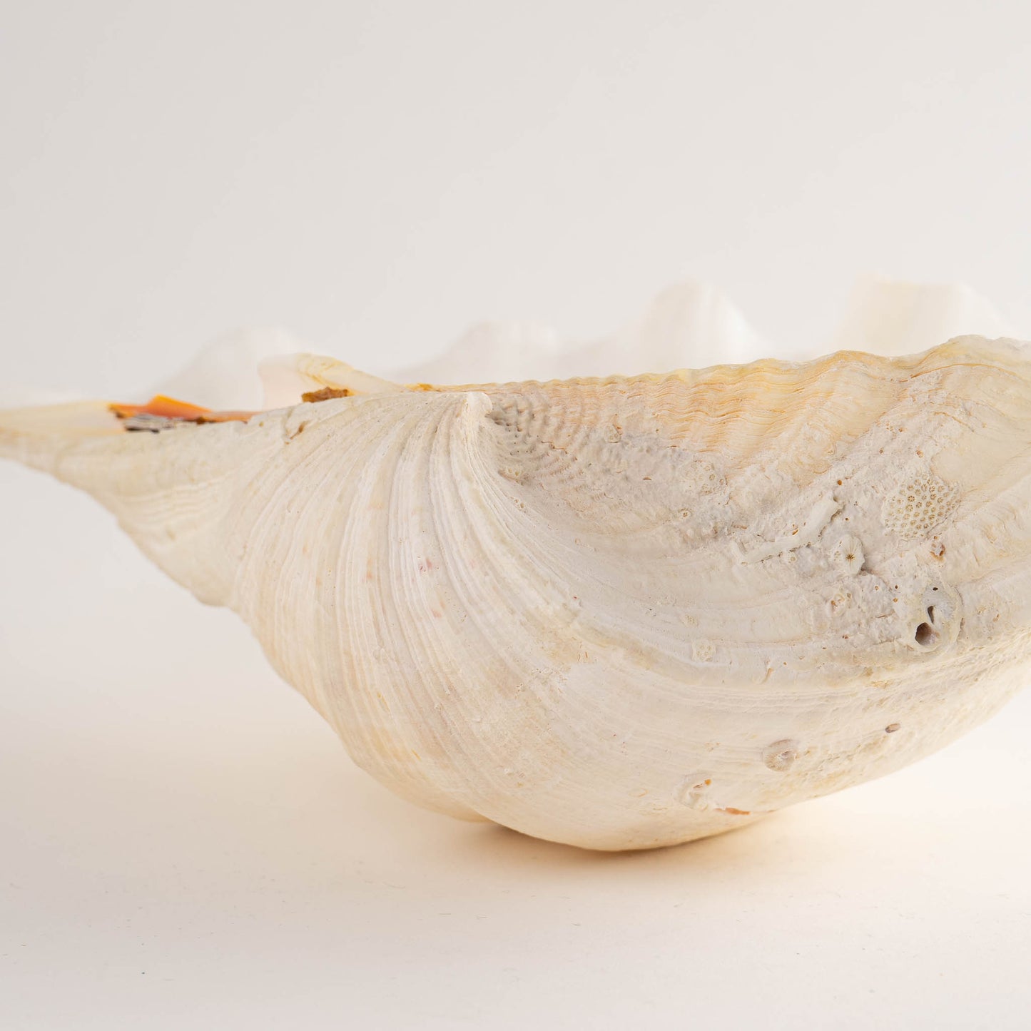 Natural Tridacna Gigas Giant Clam Seashell Specimen - Sea Shell Decor