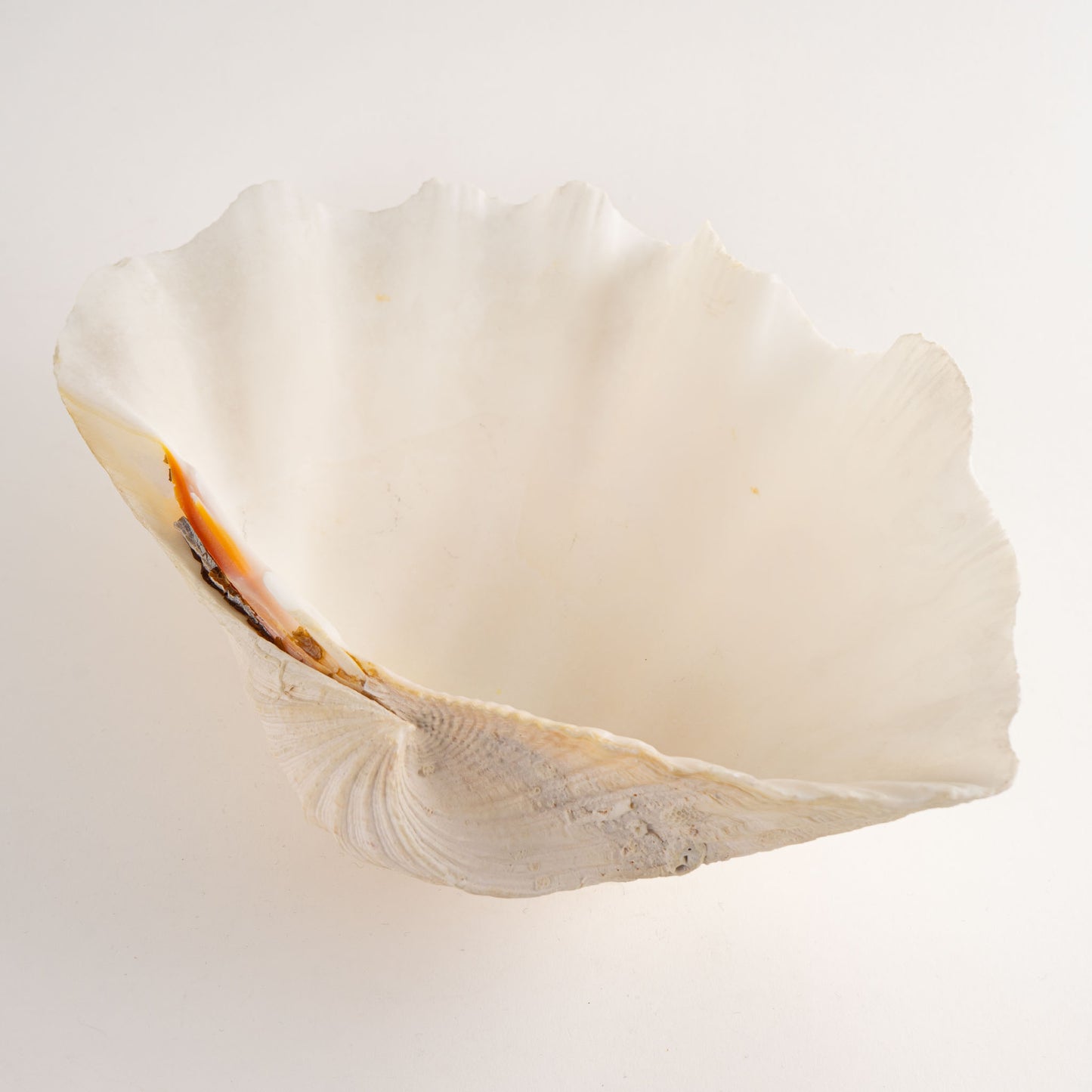 Natural Tridacna Gigas Giant Clam Seashell Specimen - Coastal Decor
