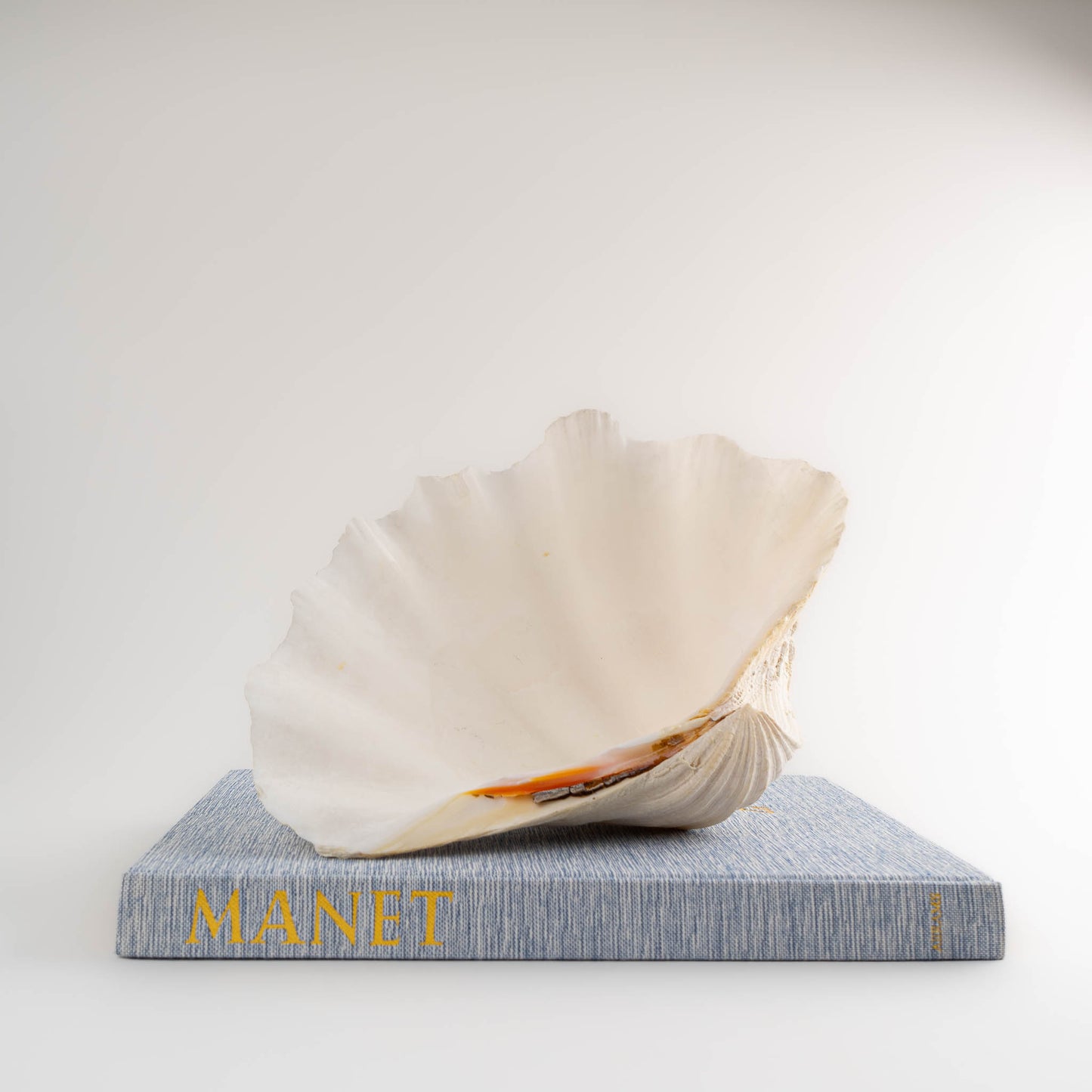 Natural Tridacna Gigas Giant Clam Seashell Specimen - Sea Shell