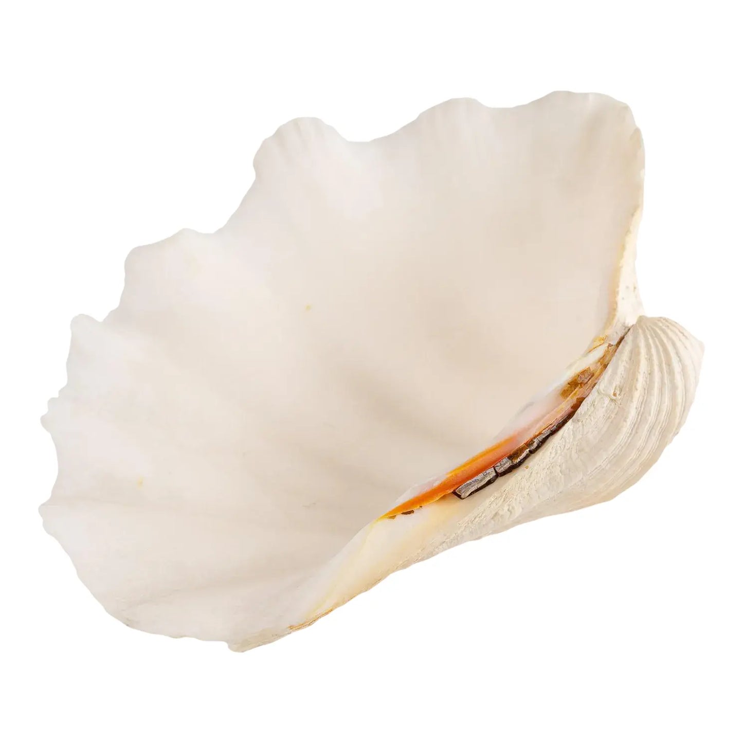 Natural Tridacna Gigas Giant Clam Seashell Specimen - Coastal Decor