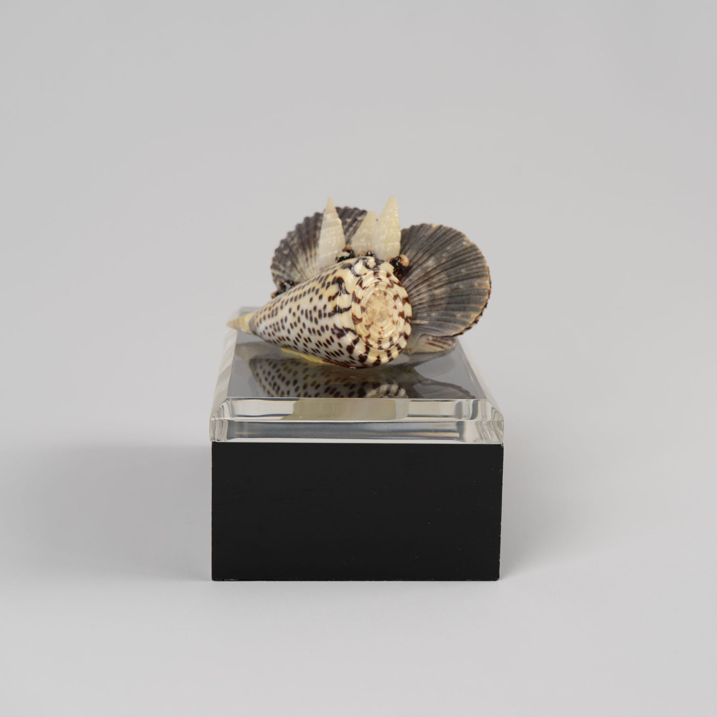 Vintage lucite box with natural seashell cluster handle on lid, perfect for jewelry storage or coastal home decor