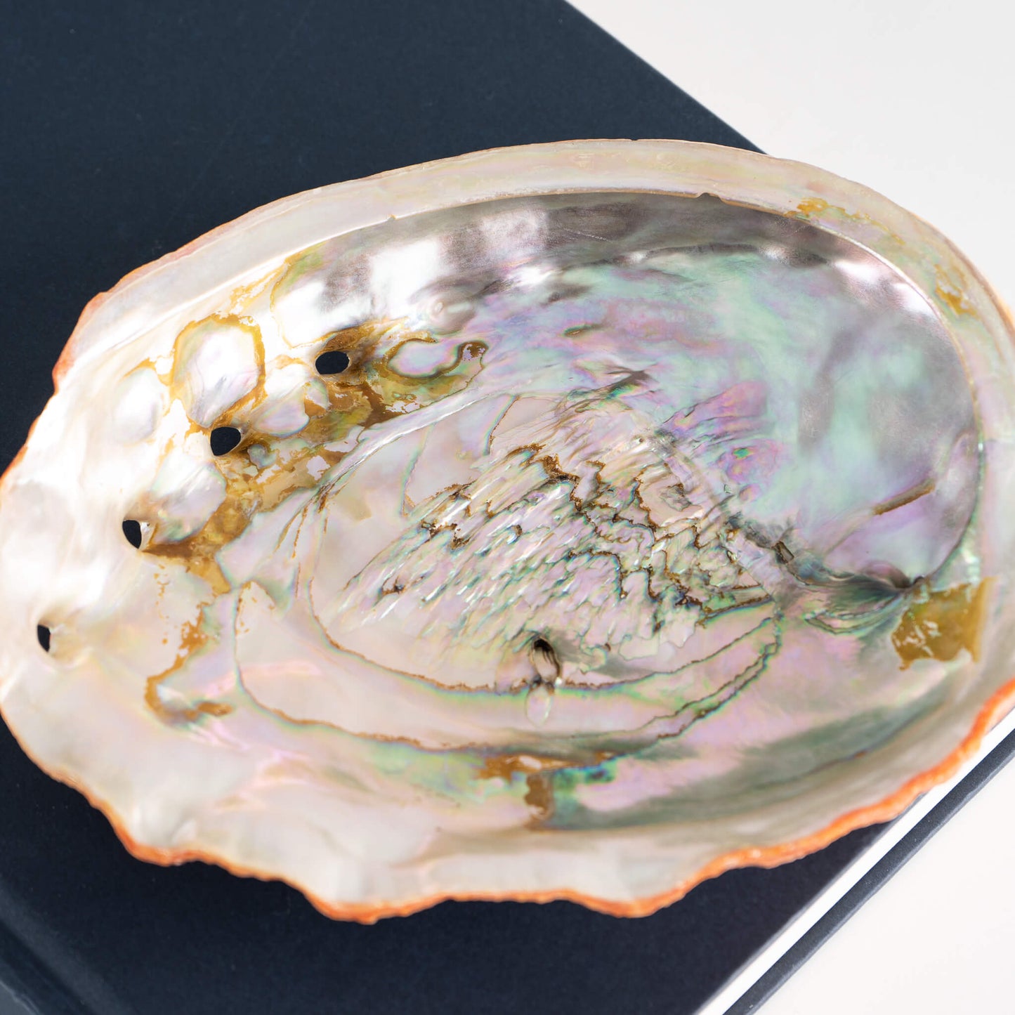 Abalone Shell Natural Specimen