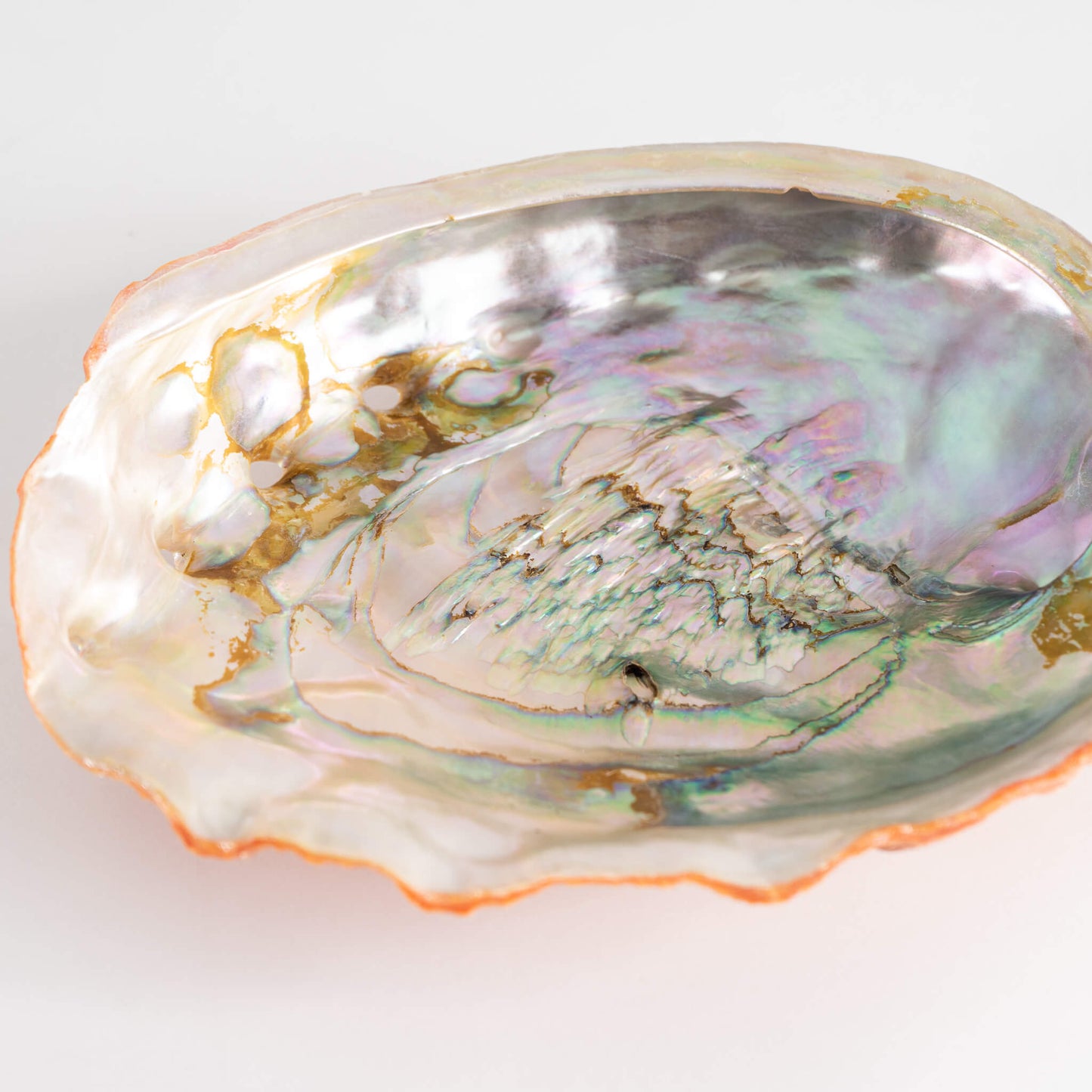 Abalone Shell Natural Specimen 