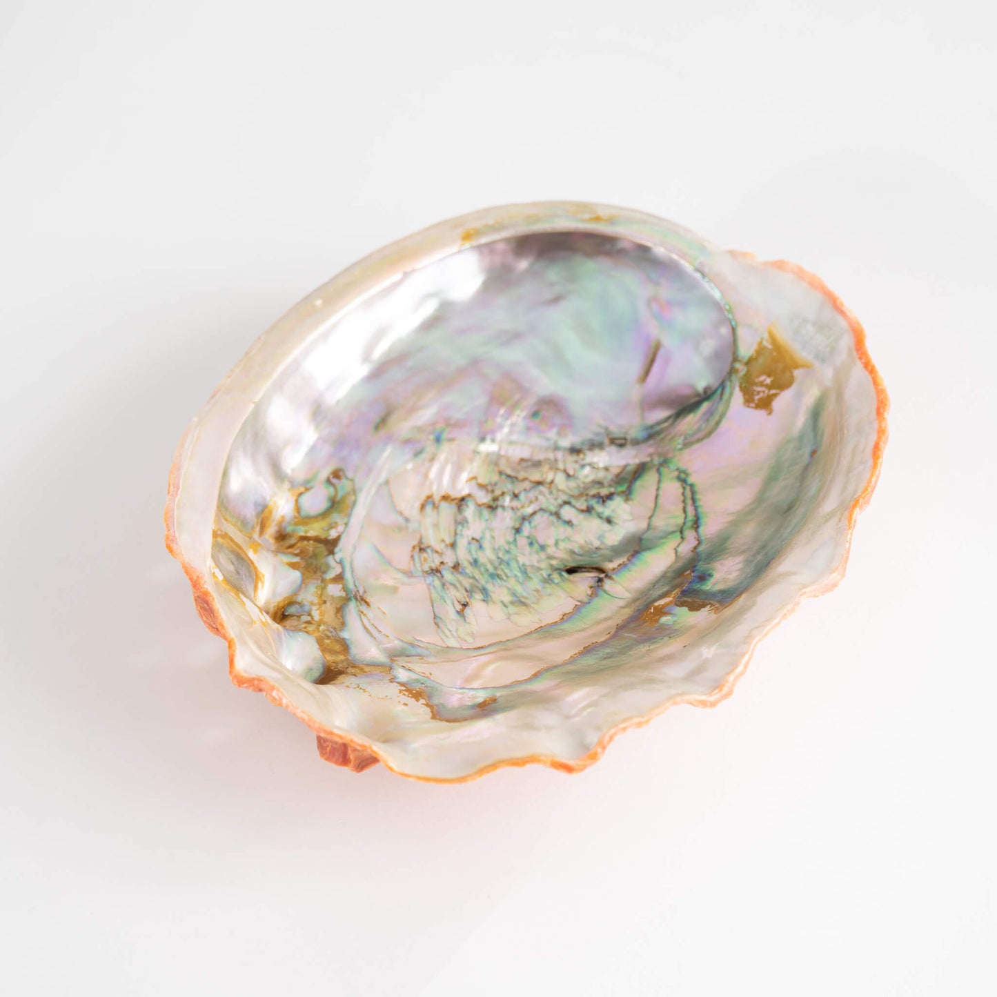Abalone Shell Natural Specimen