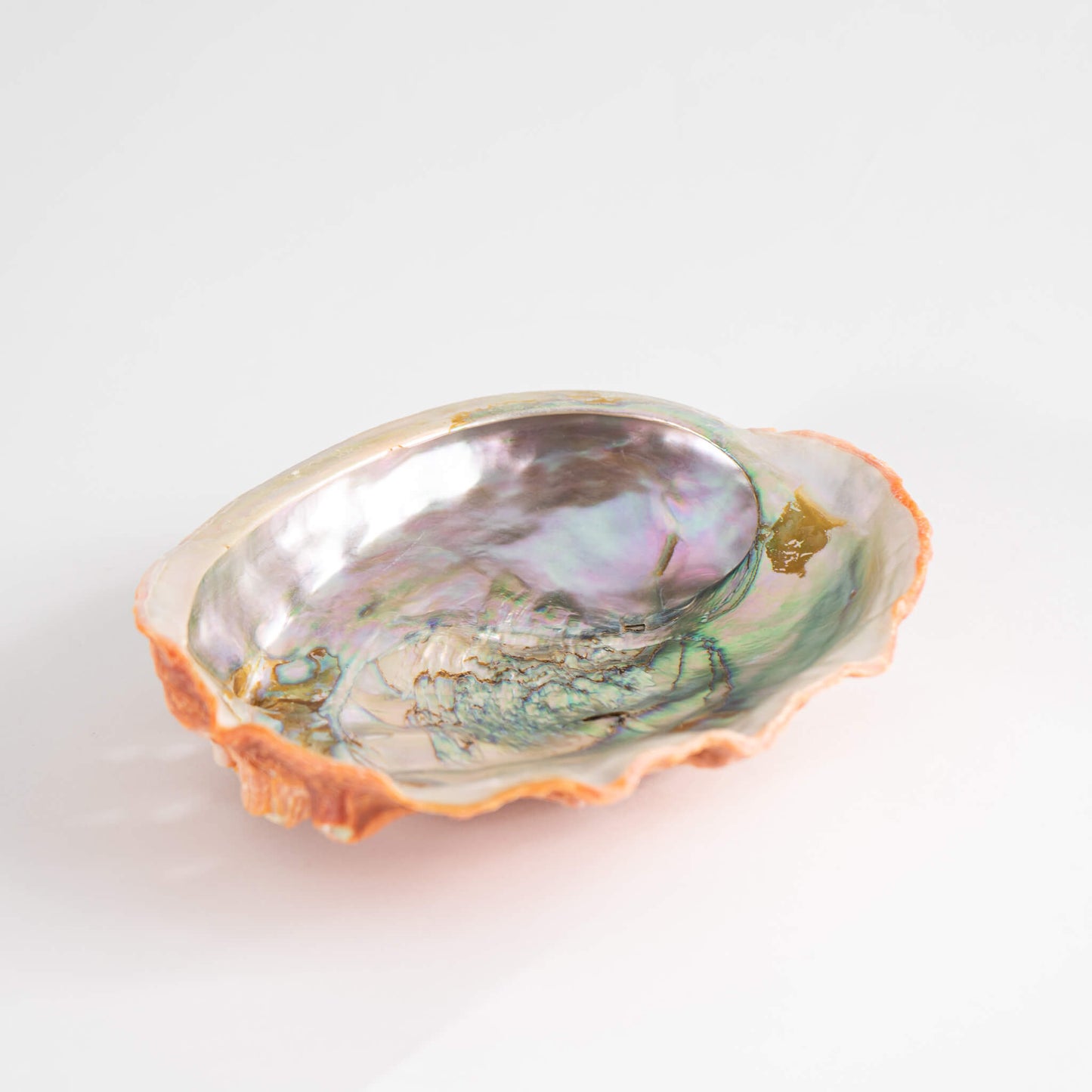 Abalone Shell Natural Specimen mother of pearl