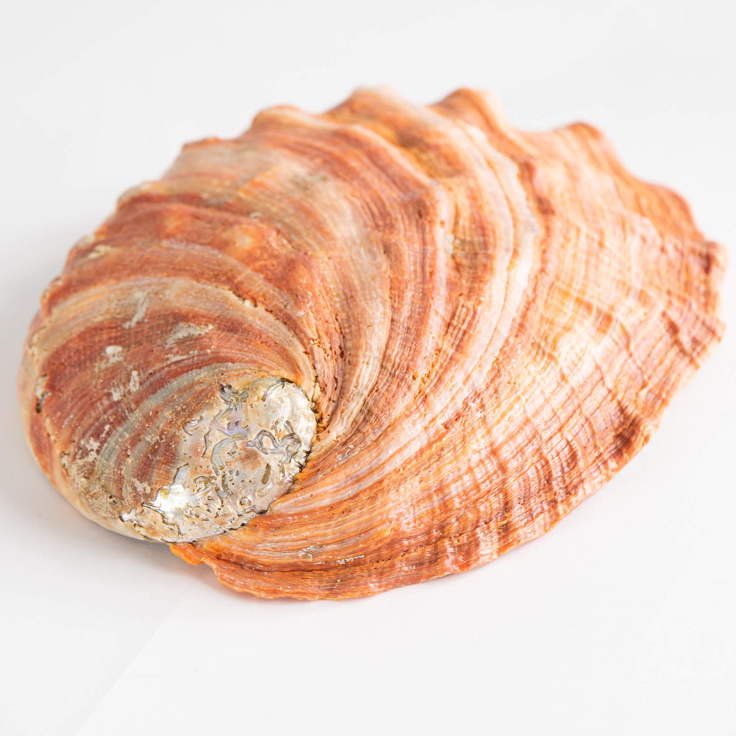 Abalone Shell Natural Specimen