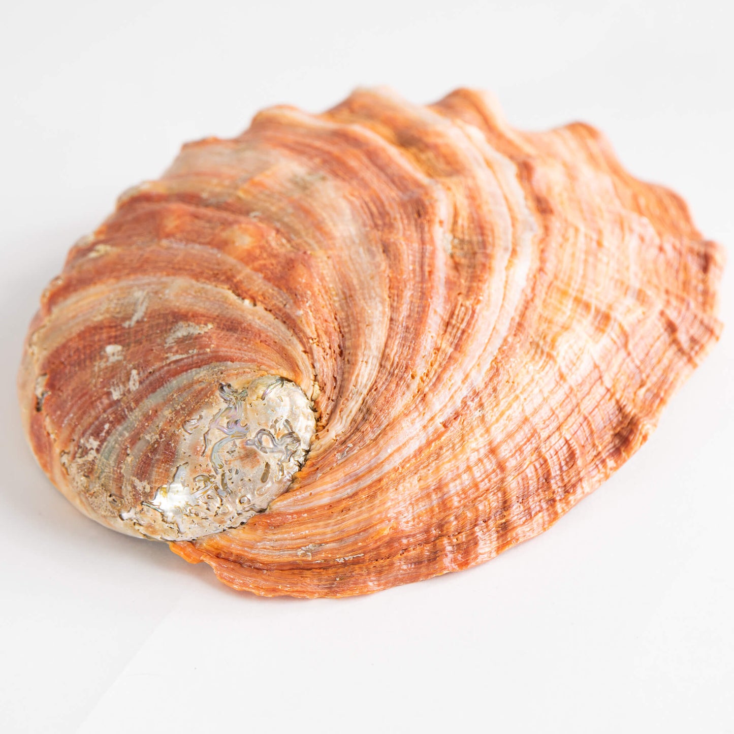 Abalone Shell Natural Specimen 