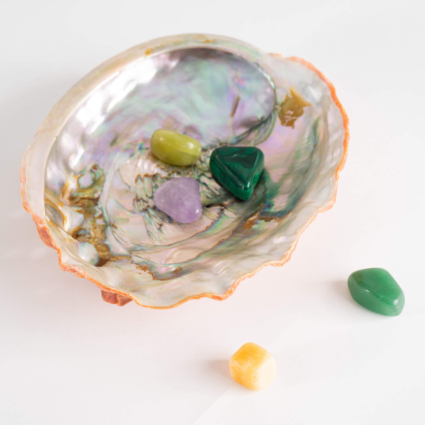 Abalone Shell Natural Specimen