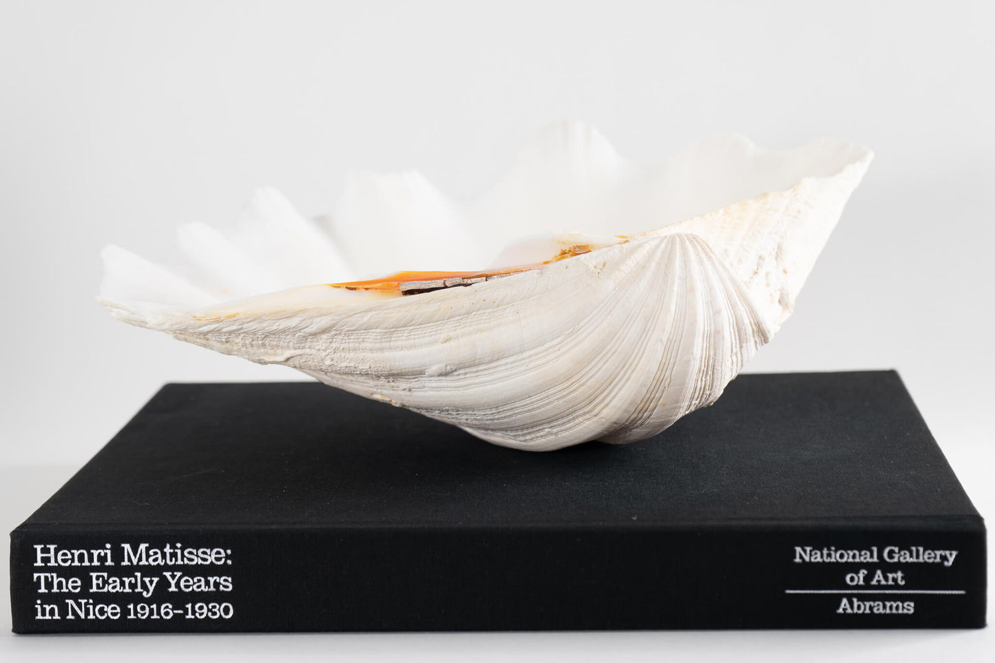 Natural Tridacna Gigas Giant Clam Seashell Specimen