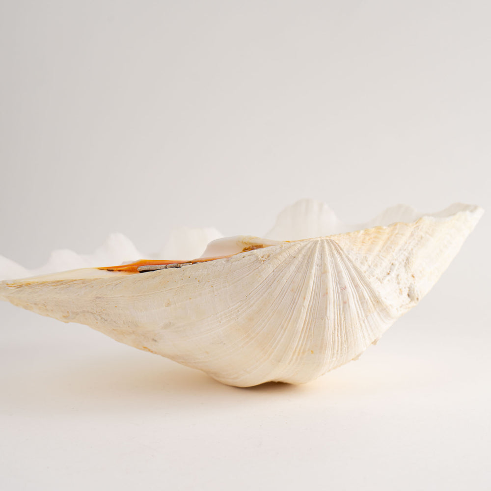 
                      
                        Natural Tridacna Gigas Giant Clam Seashell Specimen - Sea Shell
                      
                    