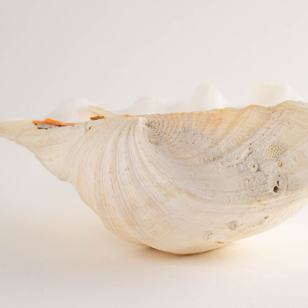 
                      
                        Natural Tridacna Gigas Giant Clam Seashell Specimen - Sea Shell Decor
                      
                    