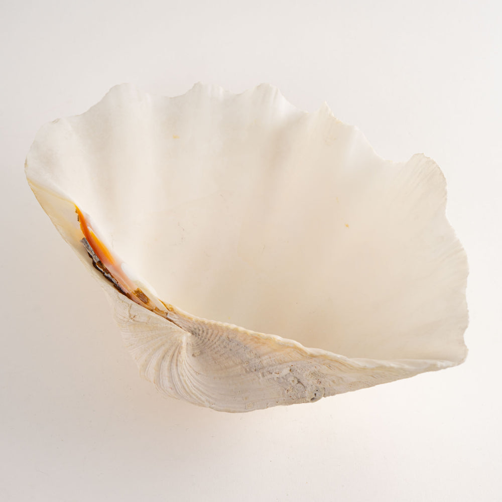 Natural Tridacna Gigas Giant Clam Seashell Specimen - Coastal Decor 