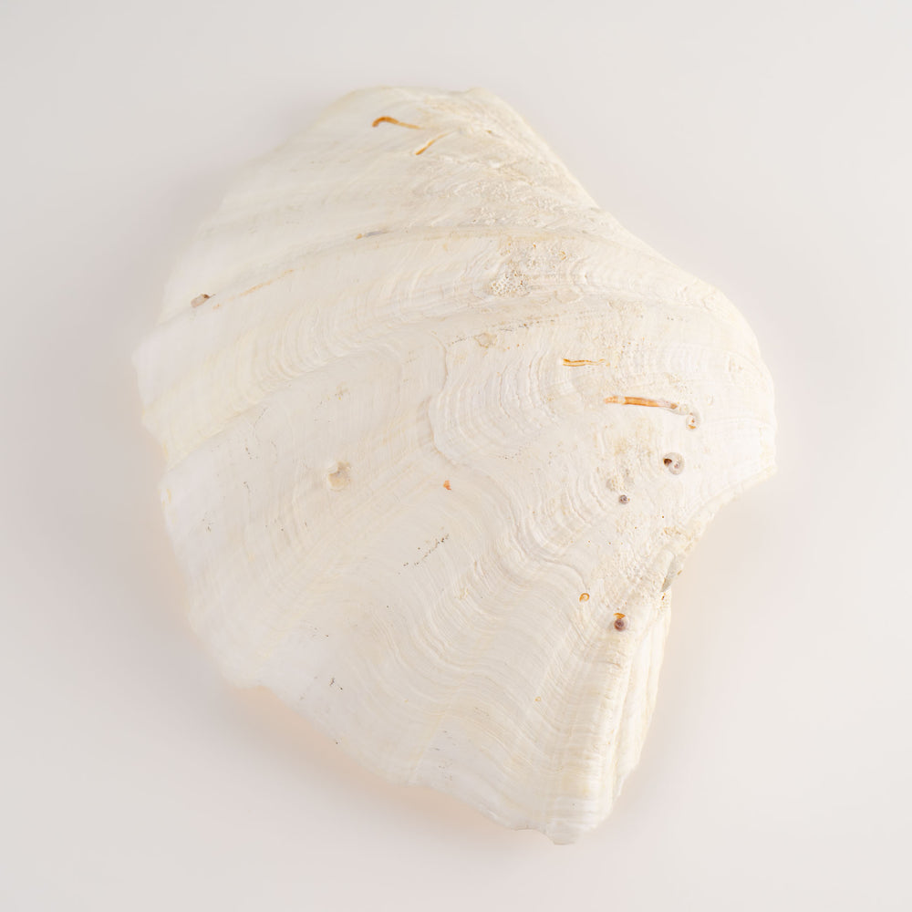
                      
                        Natural Tridacna Gigas Giant Clam Seashell Specimen
                      
                    