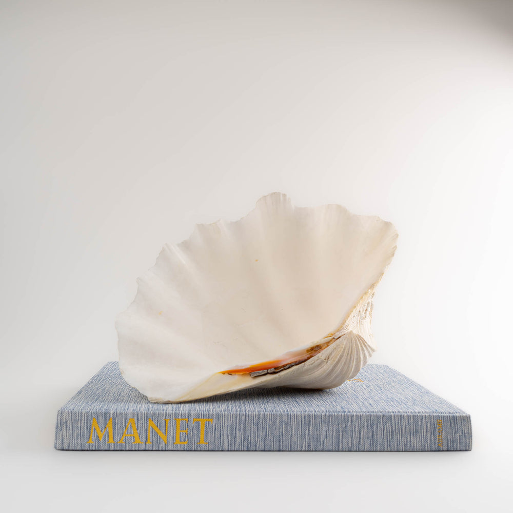 
                      
                        Natural Tridacna Gigas Giant Clam Seashell Specimen - Sea Shell
                      
                    