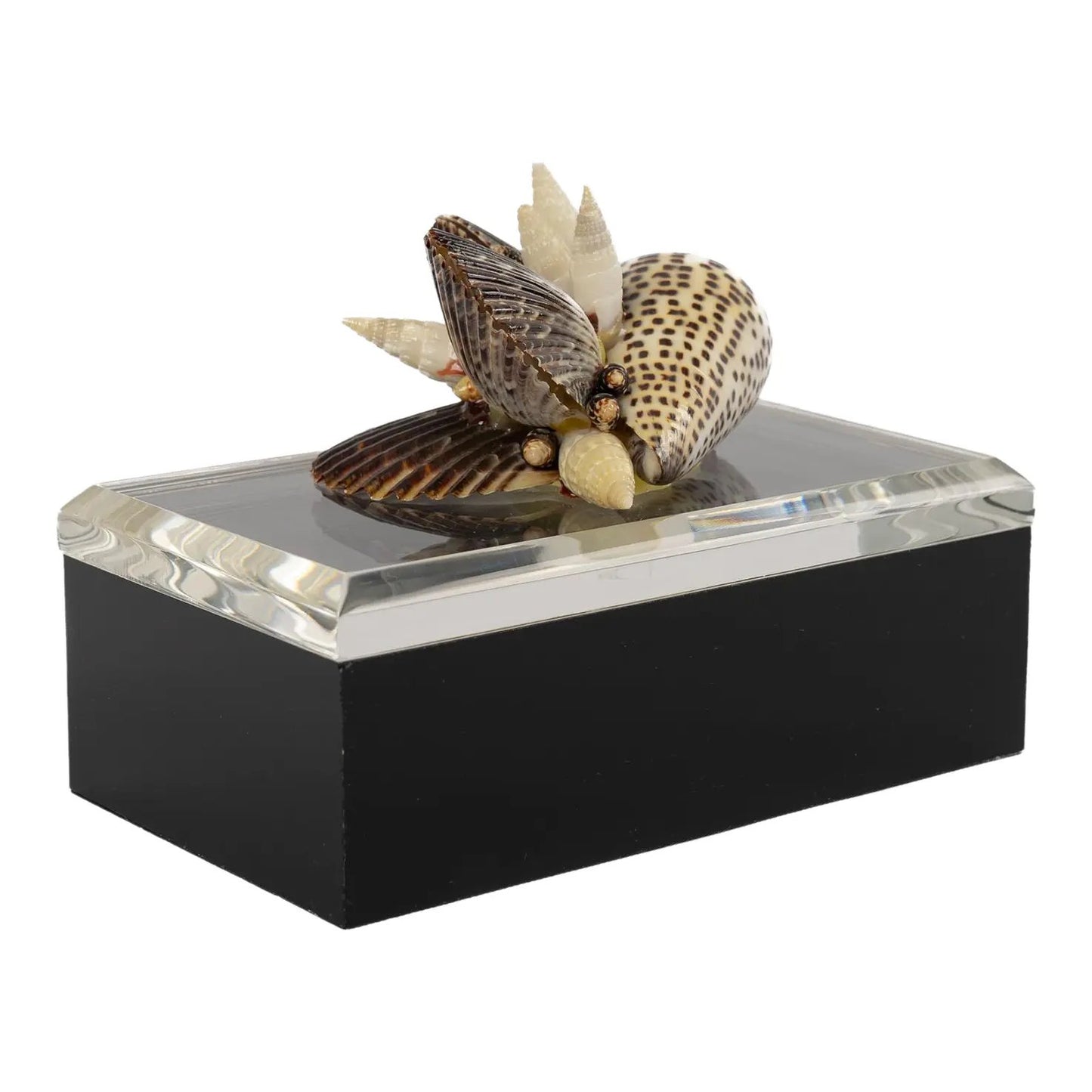 Vintage lucite box with natural seashell cluster handle on lid, perfect for jewelry storage or coastal home decor