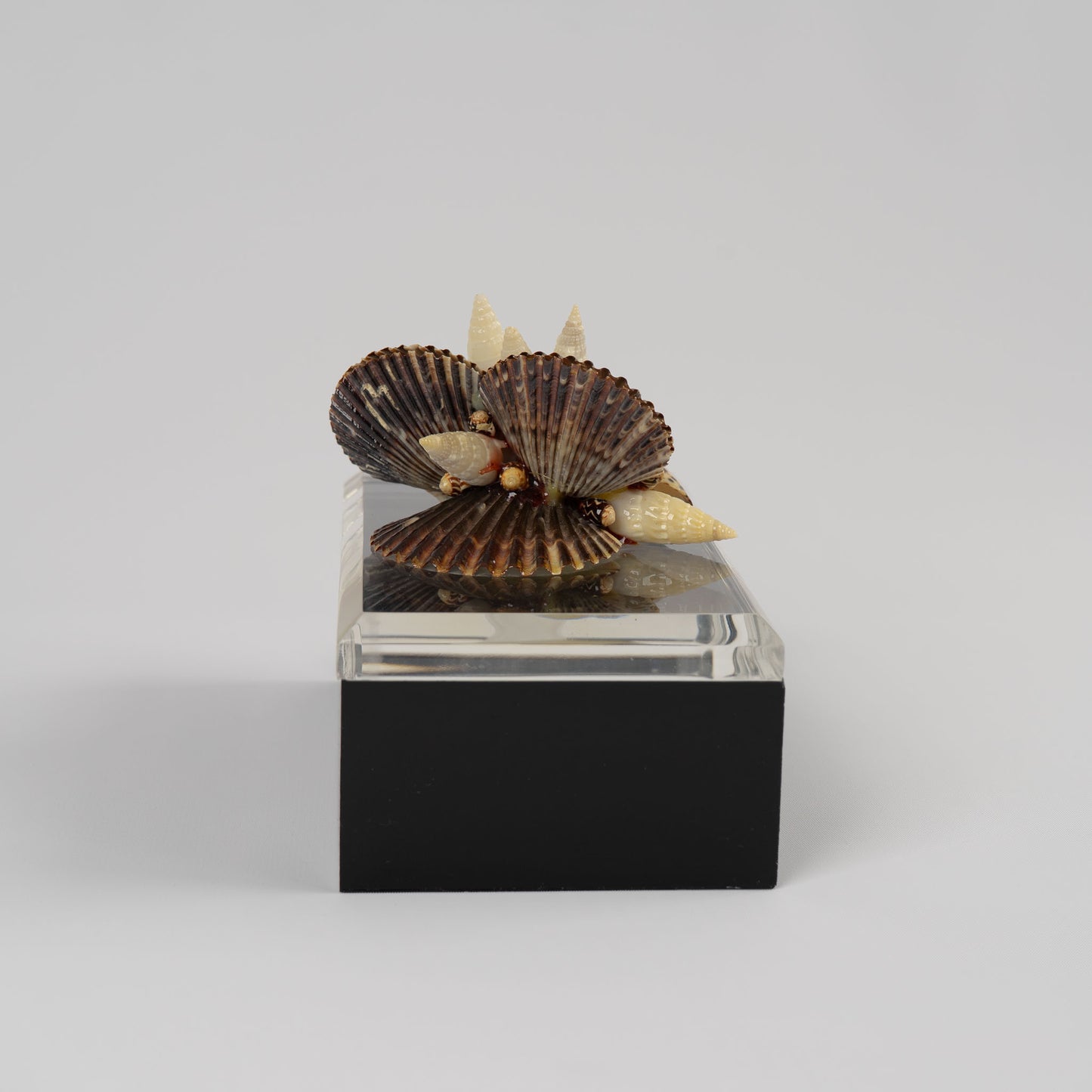 Vintage lucite box with natural seashell cluster handle on lid, perfect for jewelry storage or coastal home decor