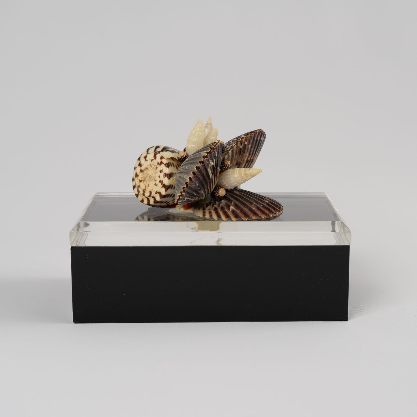 Vintage lucite box with natural seashell cluster handle on lid, perfect for jewelry storage or coastal home decor
