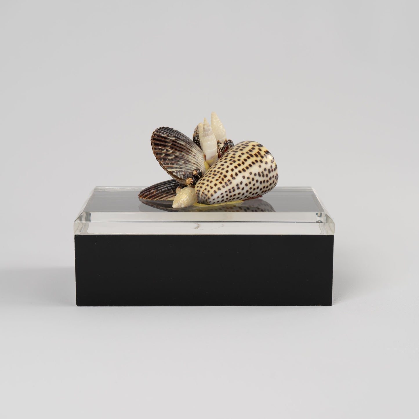Vintage lucite box with natural seashell cluster handle on lid, perfect for jewelry storage or coastal home decor