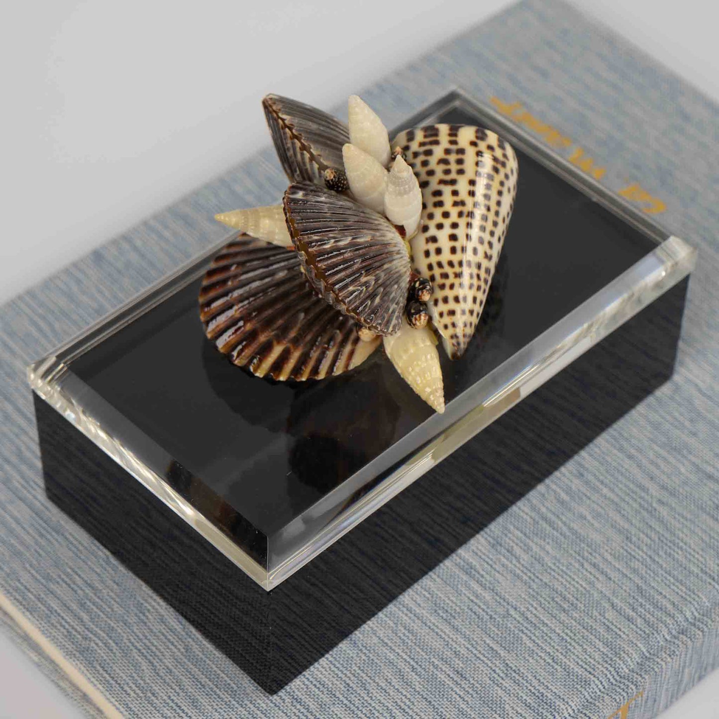 Vintage lucite box with natural seashell cluster handle on lid, perfect for jewelry storage or coastal home decor