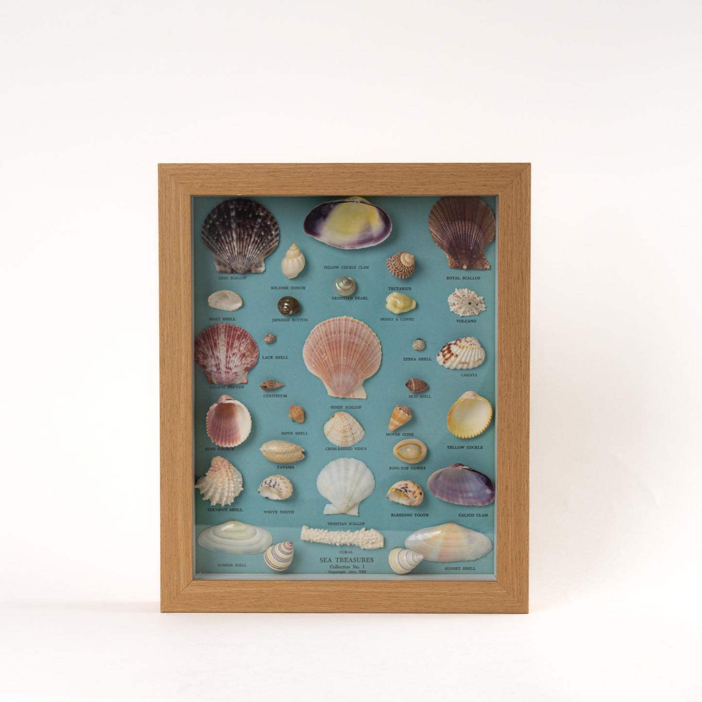 vintage 1950s sea shell collection in modern frame