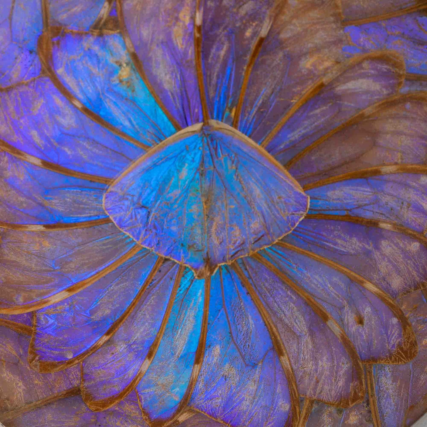 Vintage blue morpho butterfly decorative plate 