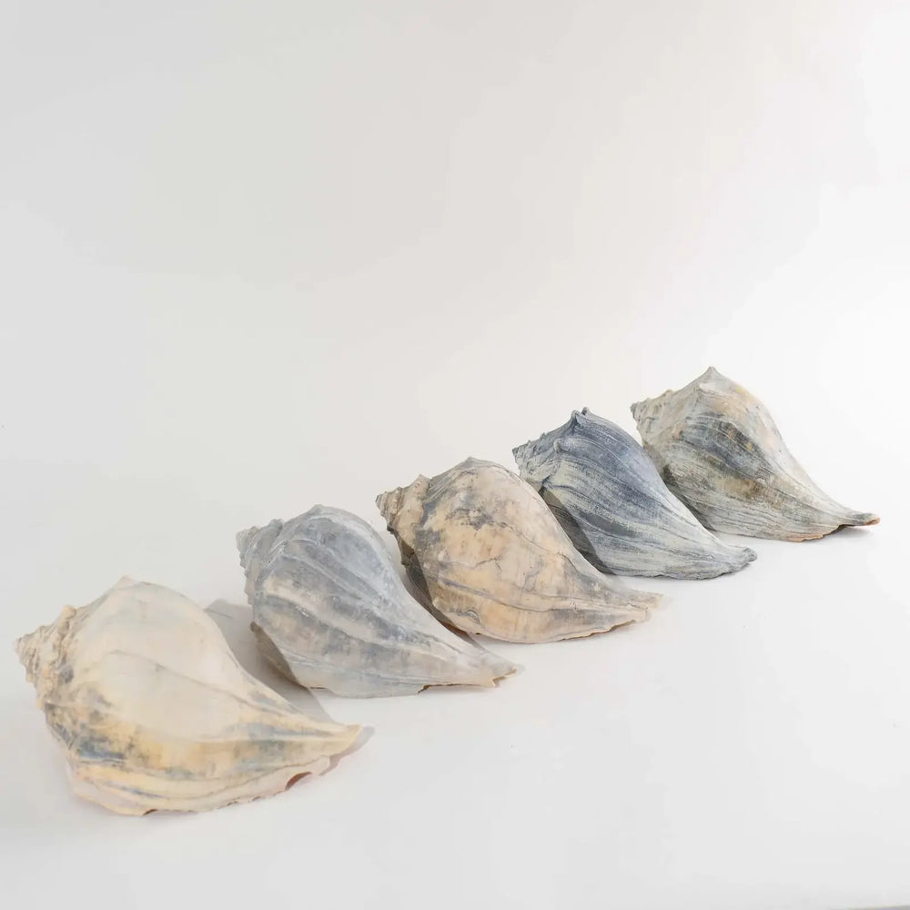 
                  
                    Vintage Natural Conch Shell Specimens, Set of 5 Knobbed Whelk Sea Shell
                  
                