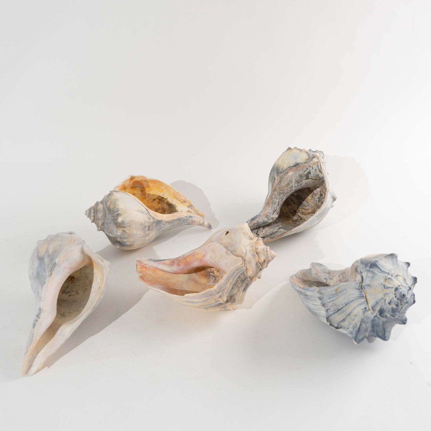 Vintage Natural Conch Shell Collection - Set of 5