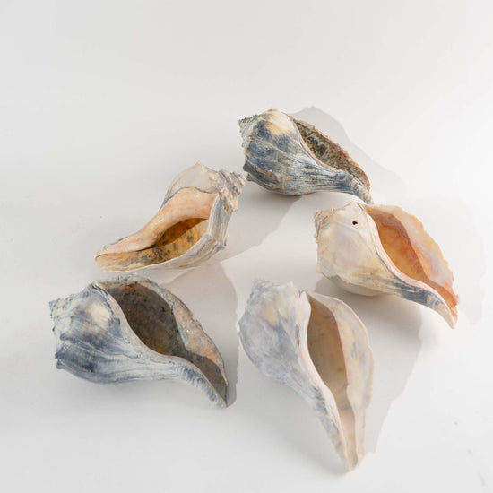 Vintage Natural Conch Shell Collection - Set of 5