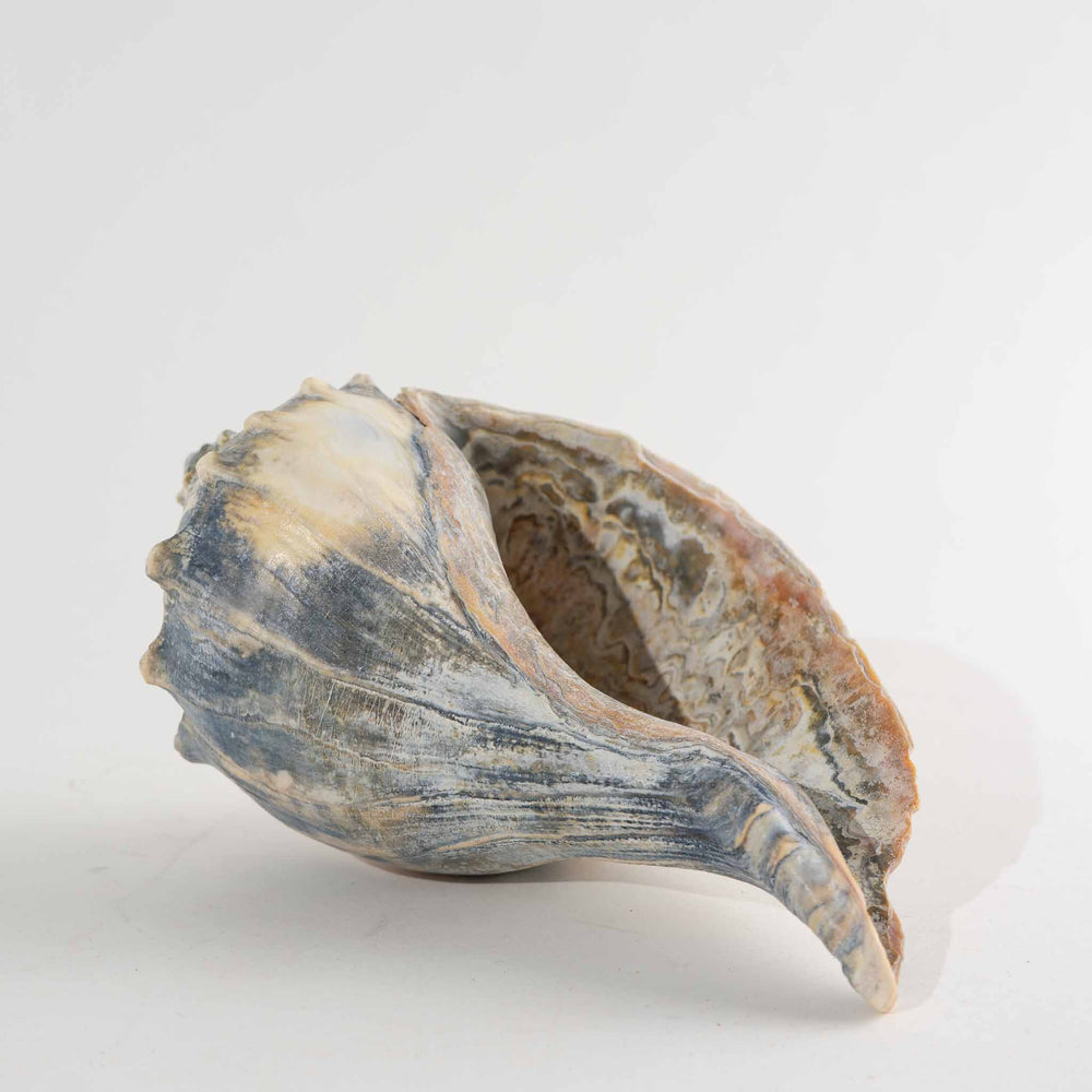 
                      
                        Vintage Natural Conch Shell Specimens, Set of 5 Knobbed Whelk Sea Shell
                      
                    