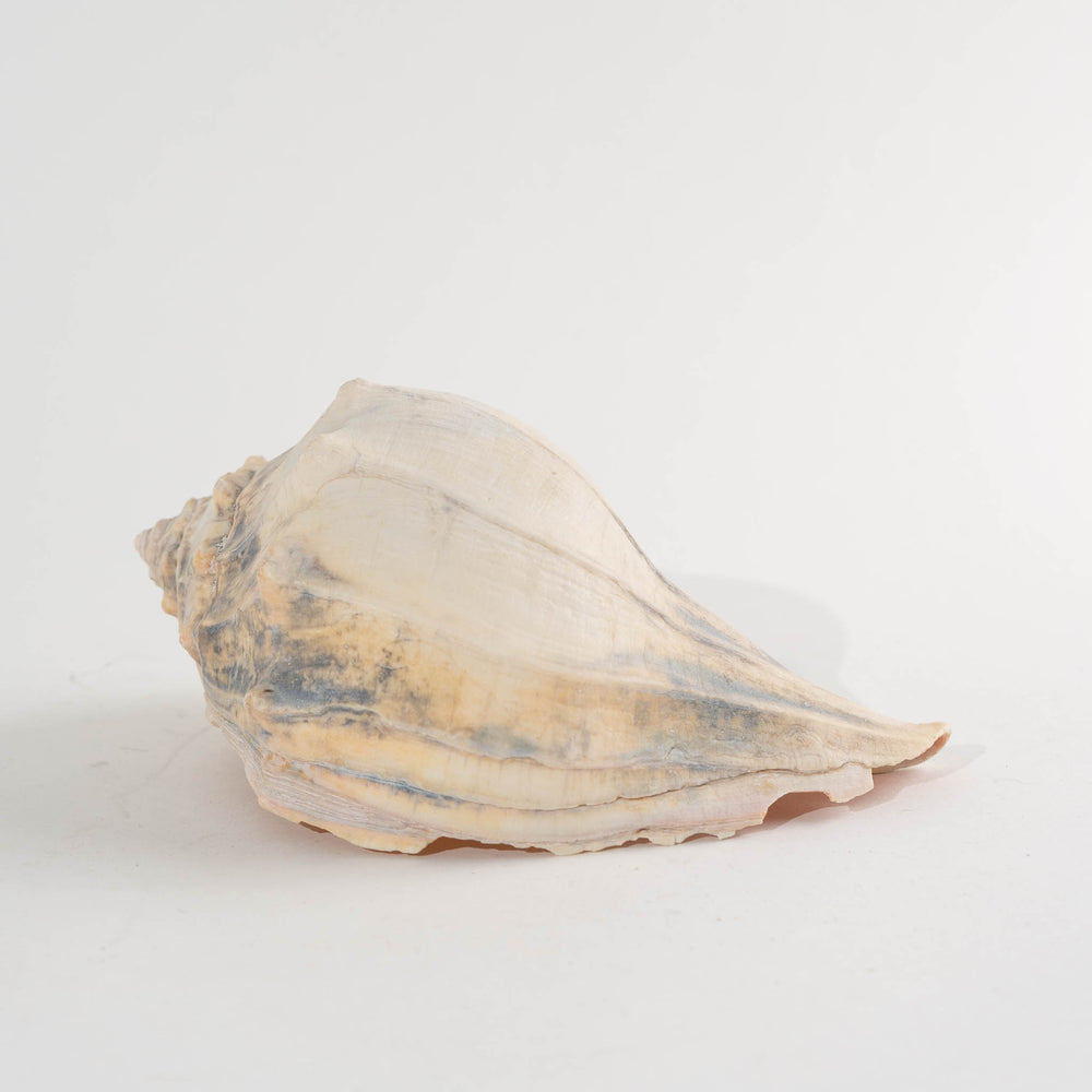 
                      
                        Vintage Natural Conch Shell Specimens, Set of 5 Knobbed Whelk Sea Shell
                      
                    