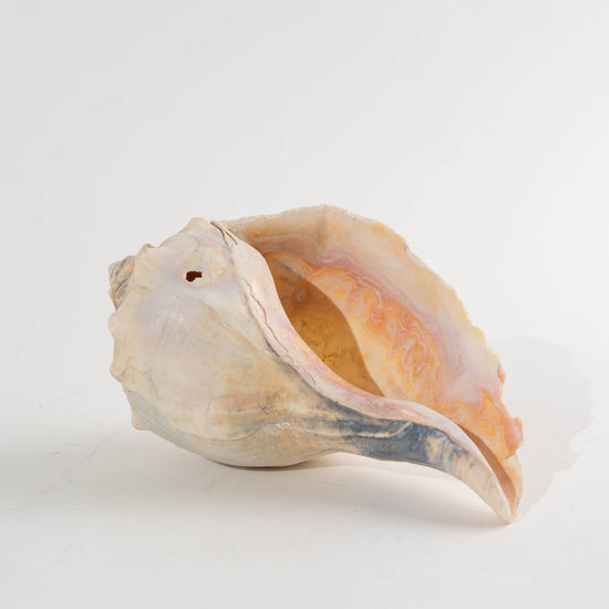 Load image into Gallery viewer, Vintage Natural Conch Shell Specimen - Coastal
