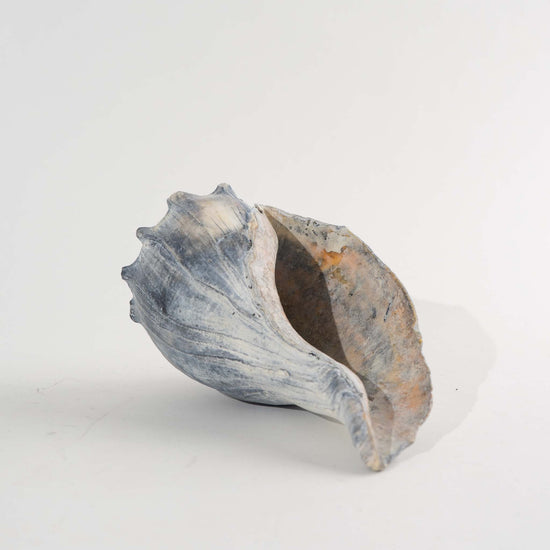Vintage Natural Conch Shell Specimen - Coastal