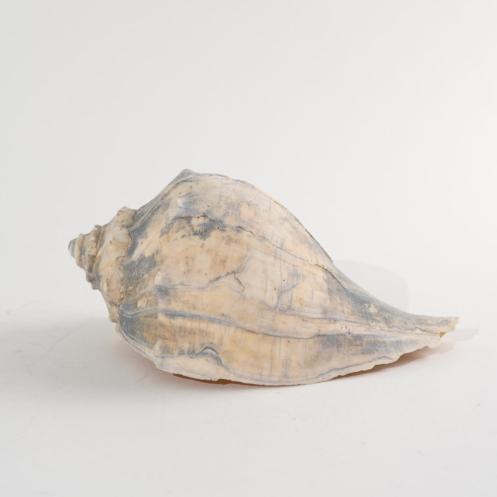 
                      
                        Vintage Natural Conch Shell Specimen - Coastal
                      
                    