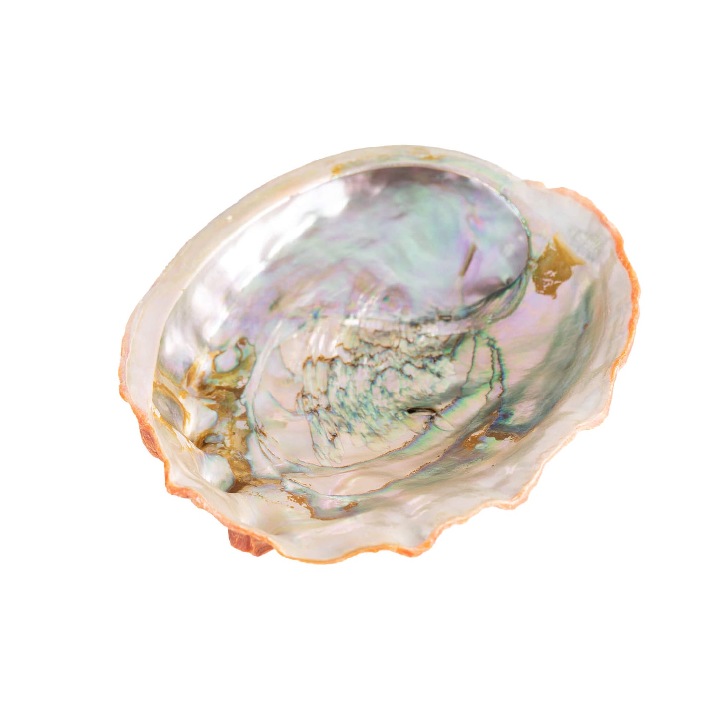 Abalone Shell Natural Specimen 
