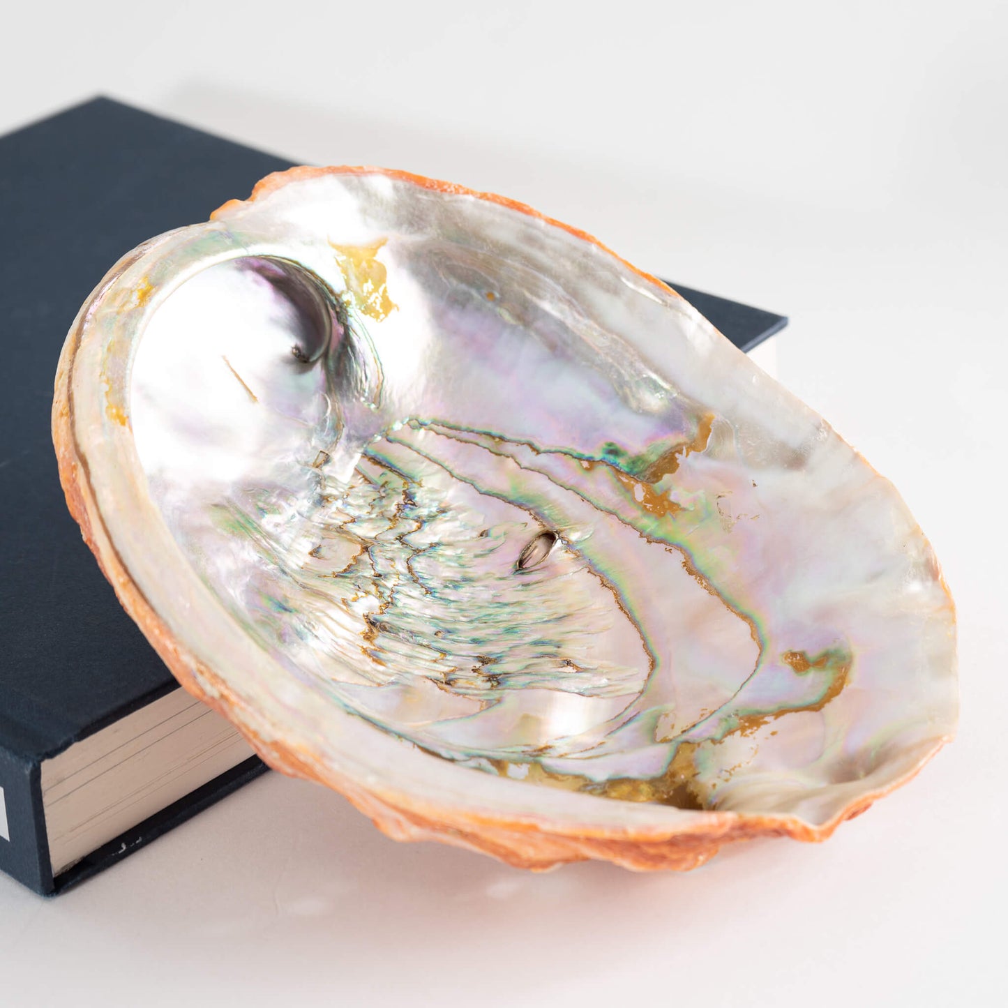 Load image into Gallery viewer, Abalone Shell Natural Specimen 
