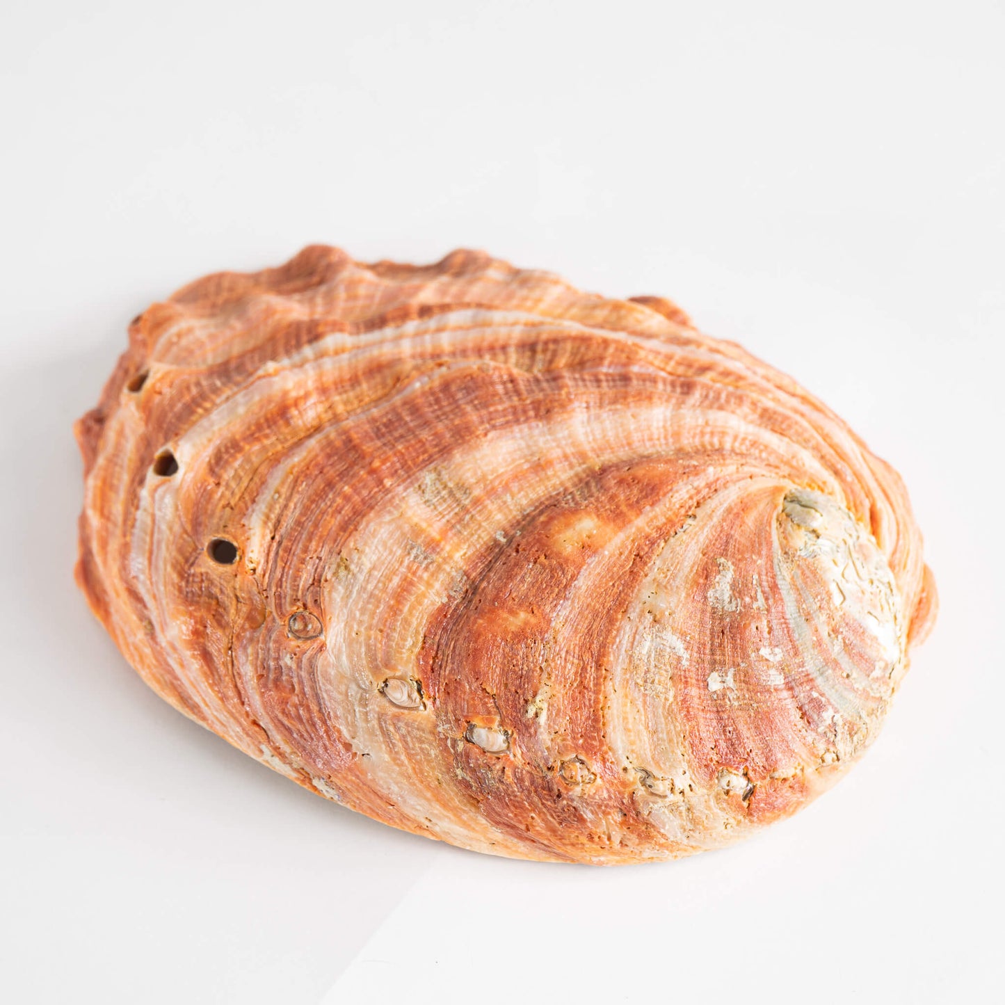 Load image into Gallery viewer, Abalone Shell Natural Specimen 

