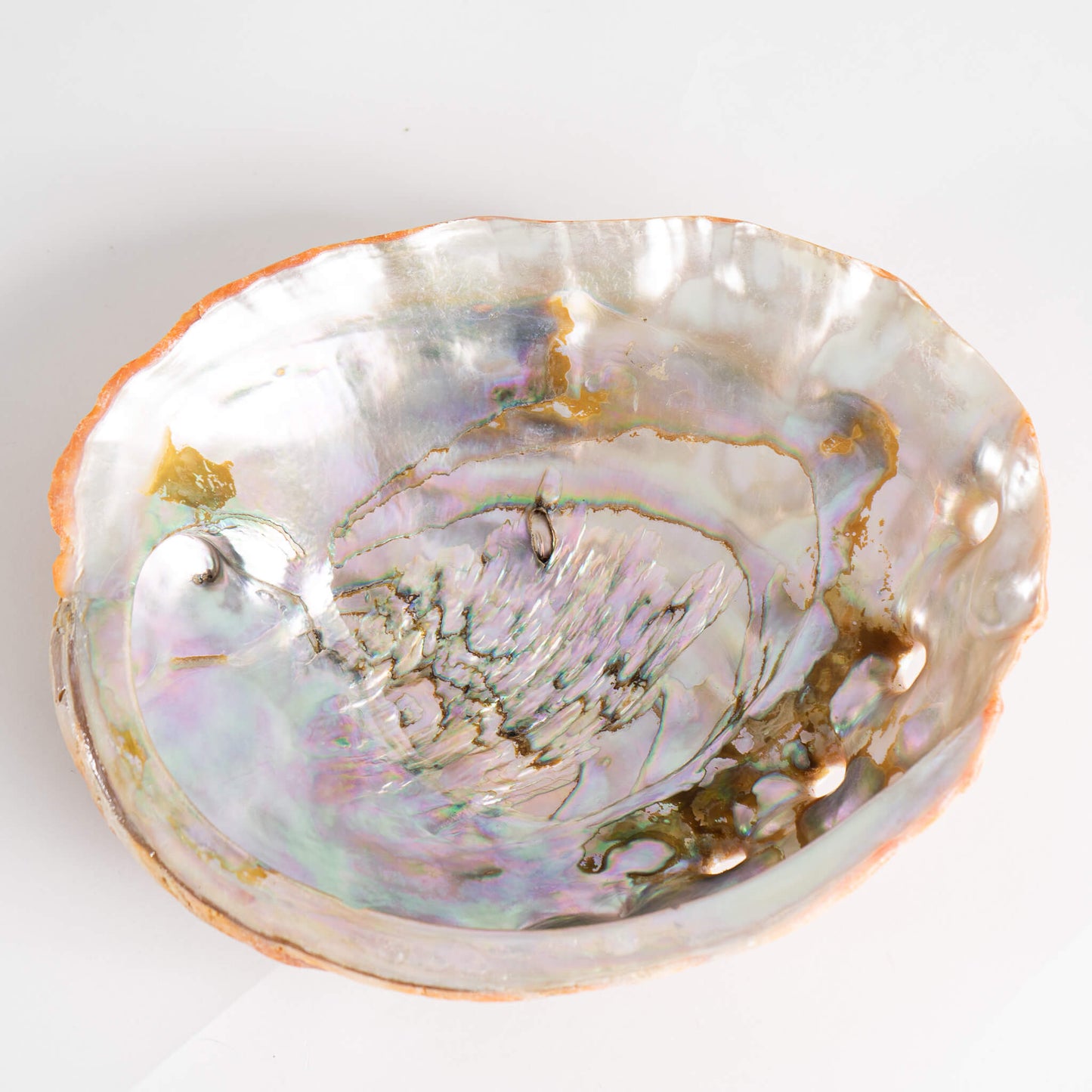 Abalone Shell Natural Specimen sea shell