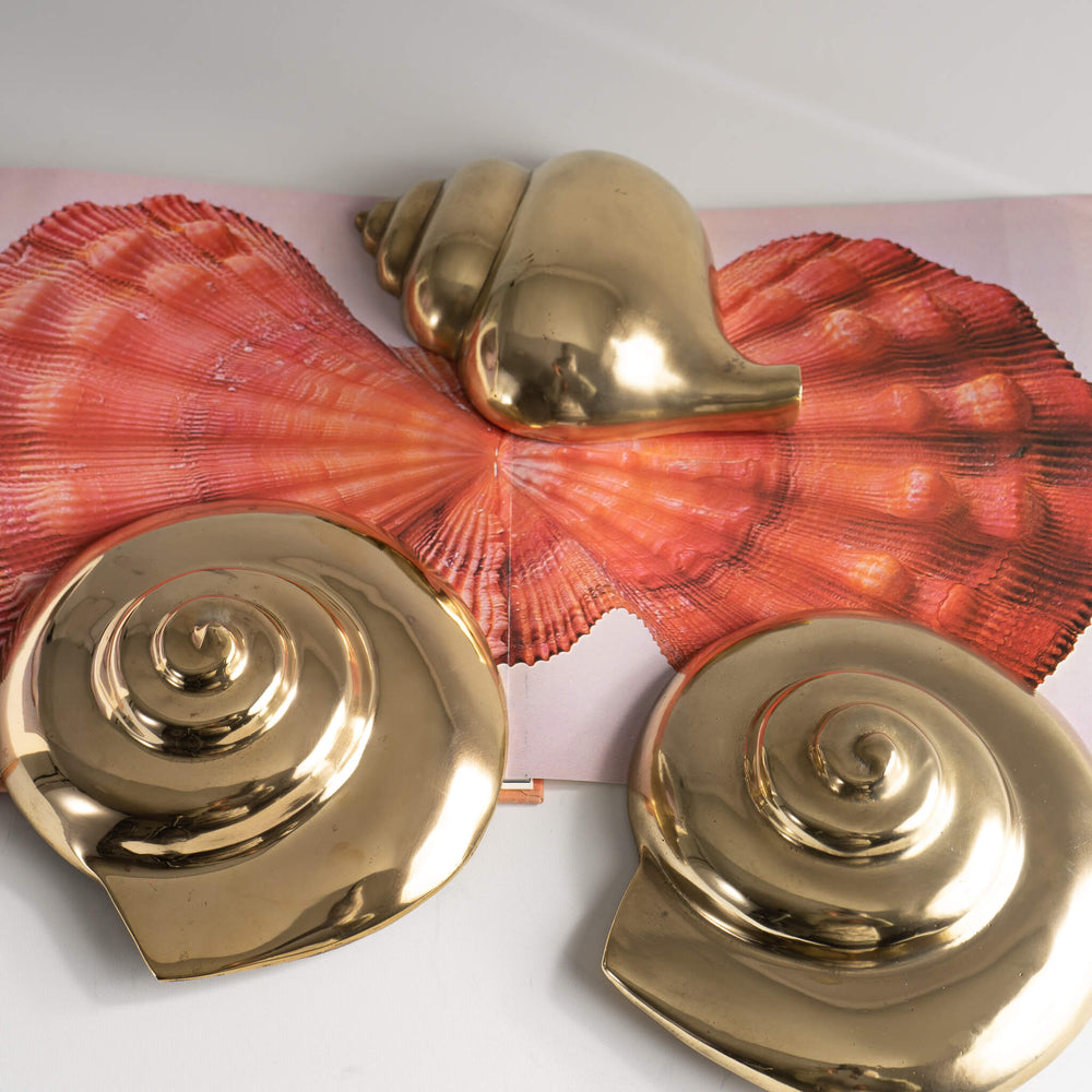 
                      
                        large vintage brass nautilus and conch sea shell decor objects
                      
                    