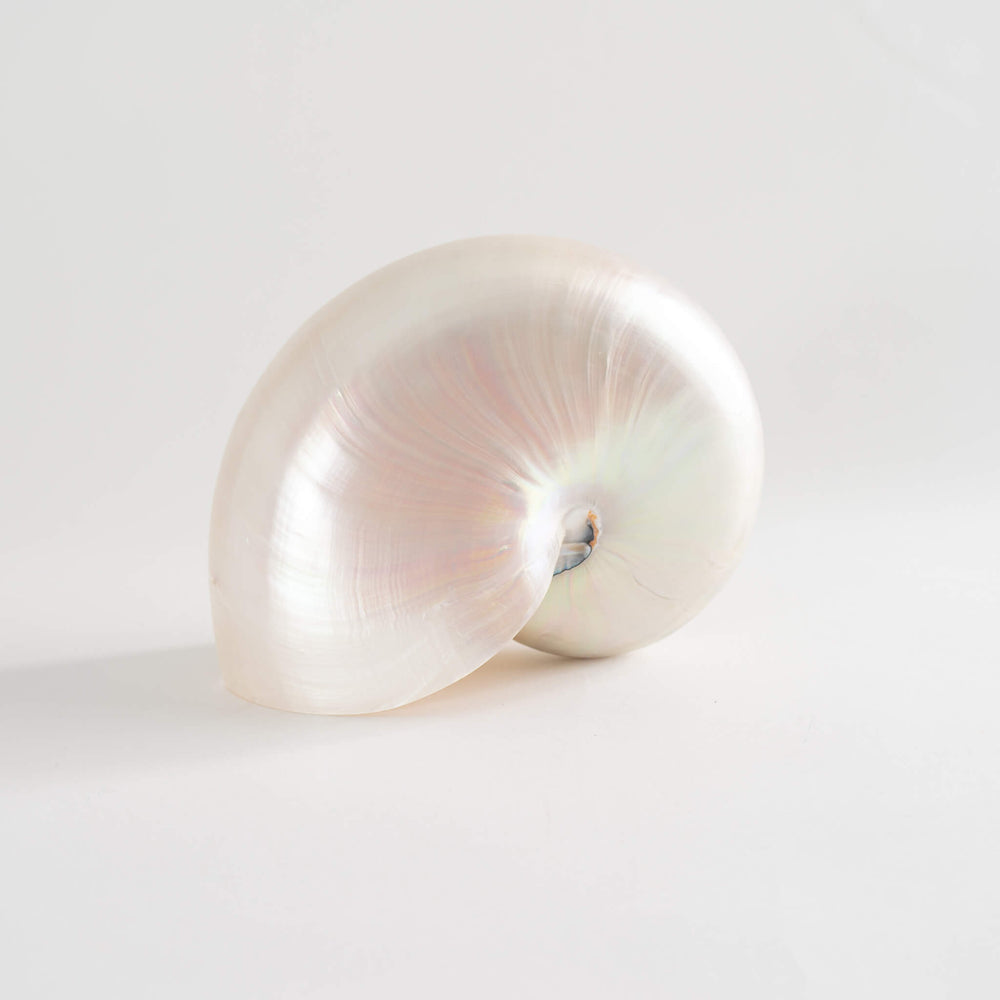 
                  
                    Nautilus Shell Natural Specimen Ocean 
                  
                