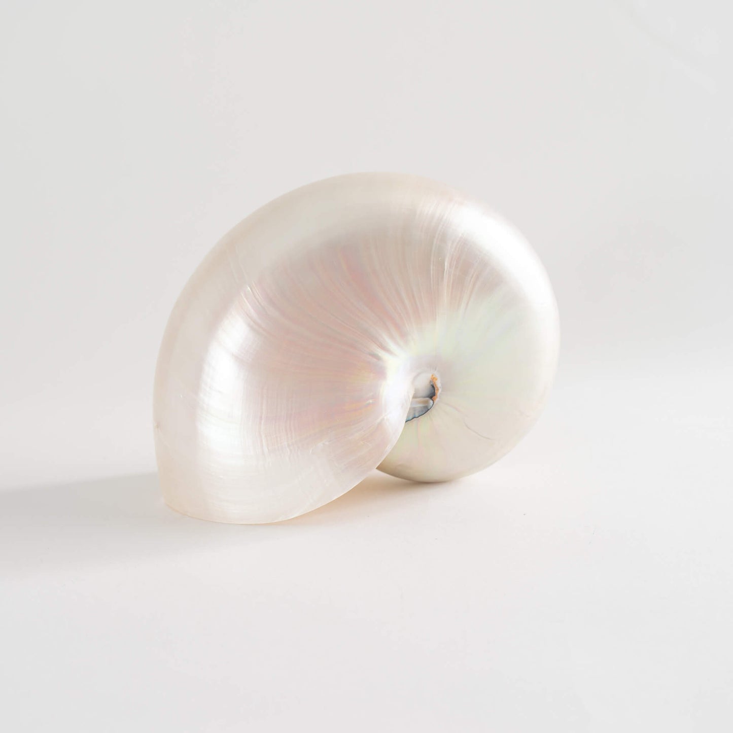 Load image into Gallery viewer, Nautilus Shell Natural Specimen Ocean 
