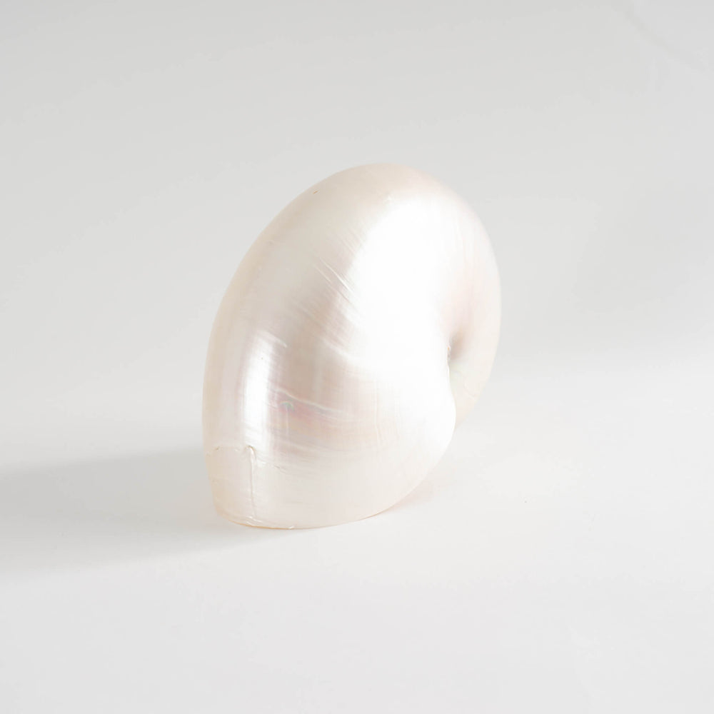 
                  
                    Nautilus Sea Shell Natural Specimen
                  
                