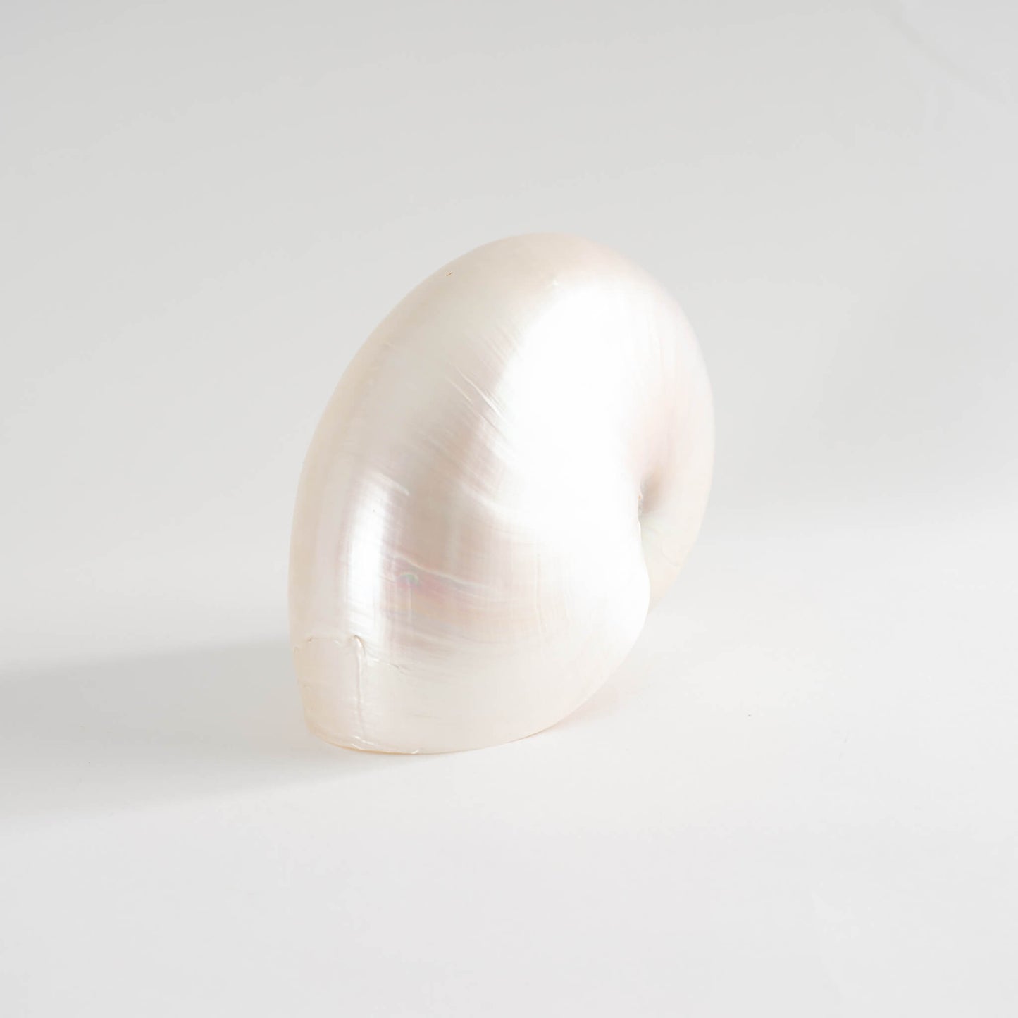 Load image into Gallery viewer, Nautilus Sea Shell Natural Specimen
