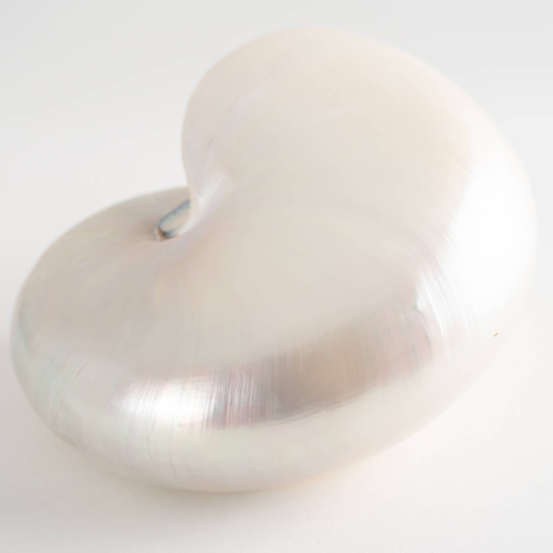 Notulous Shell Vintage Chambered Nautilus Shell Natural Specimen – The Vintage Advisor