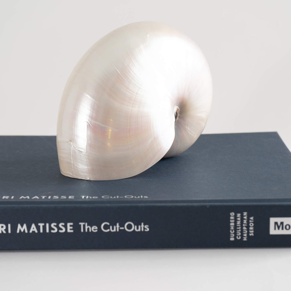 
                  
                    Nautilus Shell Natural Specimen Nautical Decor
                  
                