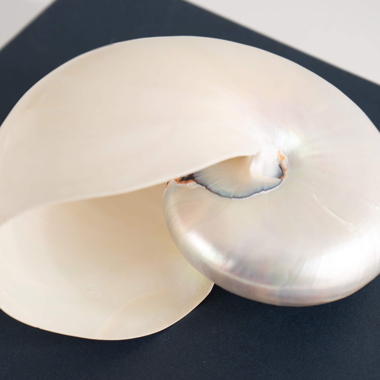 Nautilus Shell Natural Specimen Mermaid Room