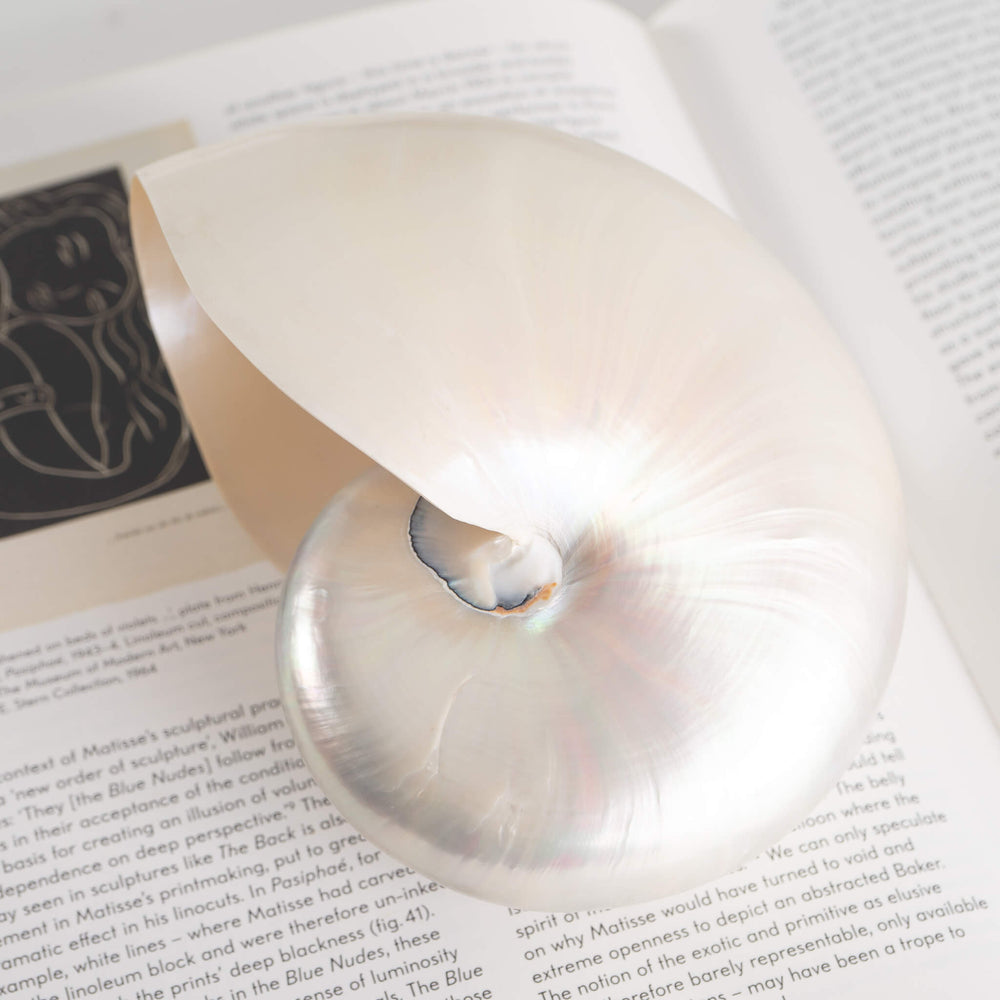 
                  
                    Vintage Chambered Nautilus Shell Natural Specimen Ocean Art 
                  
                