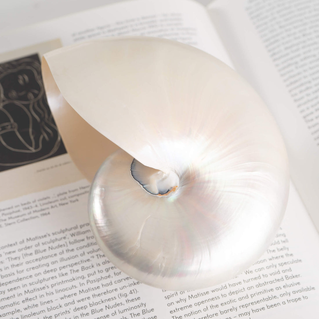 Vintage Chambered Nautilus Shell Natural Specimen – The Vintage Advisor