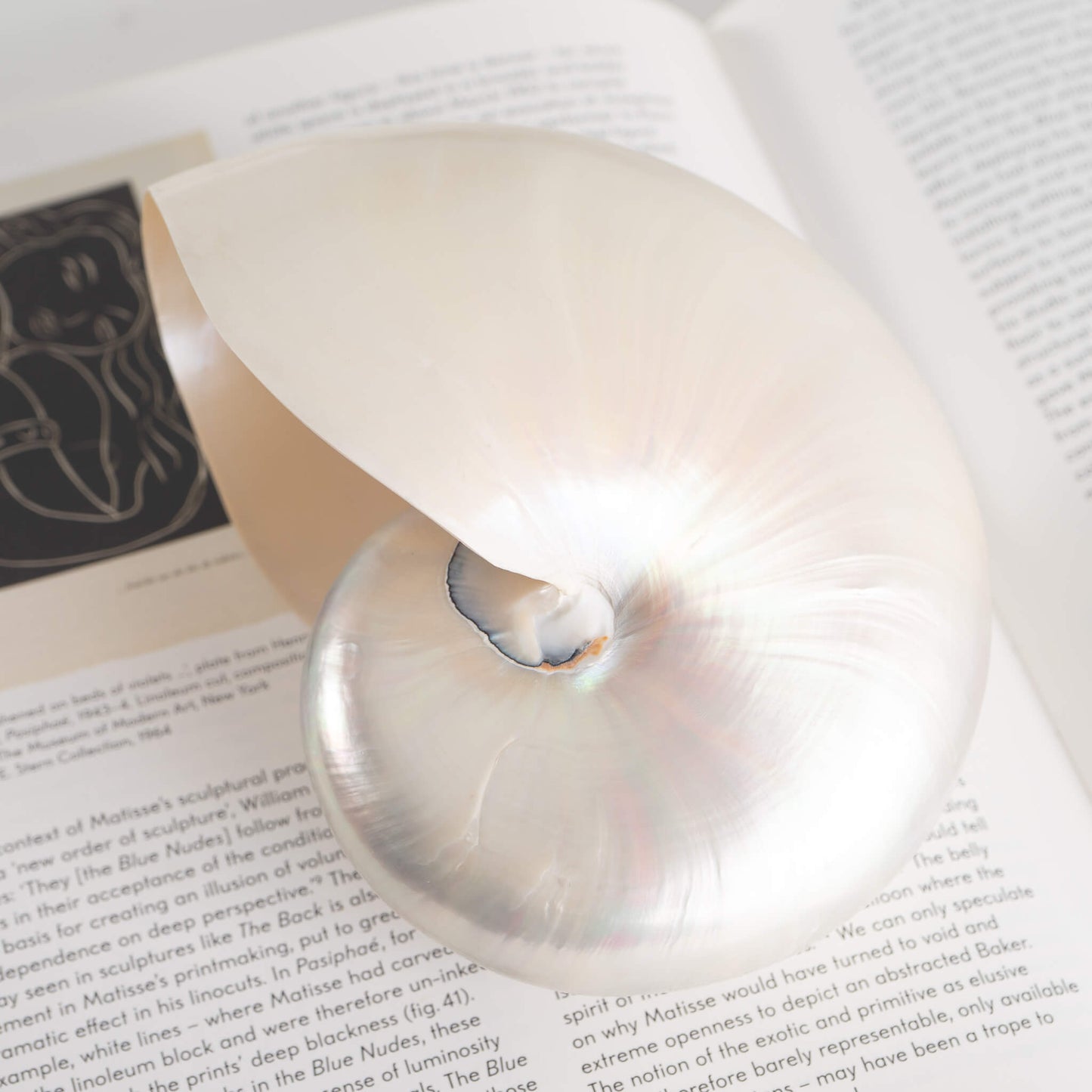 Vintage Chambered Nautilus Shell Natural Specimen Ocean Art 