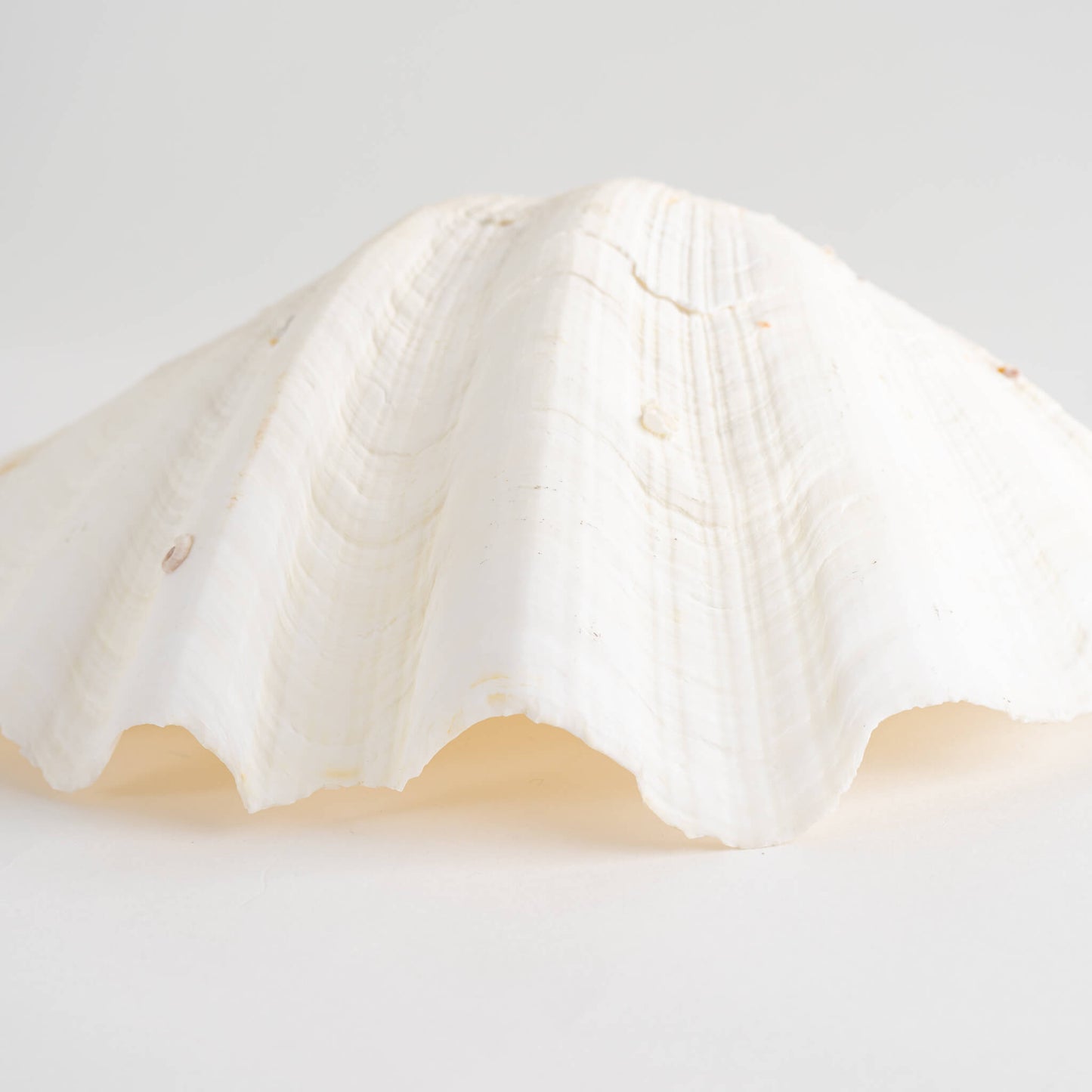 Large South Pacific Tridacna Gigas Clam Shell Specimen